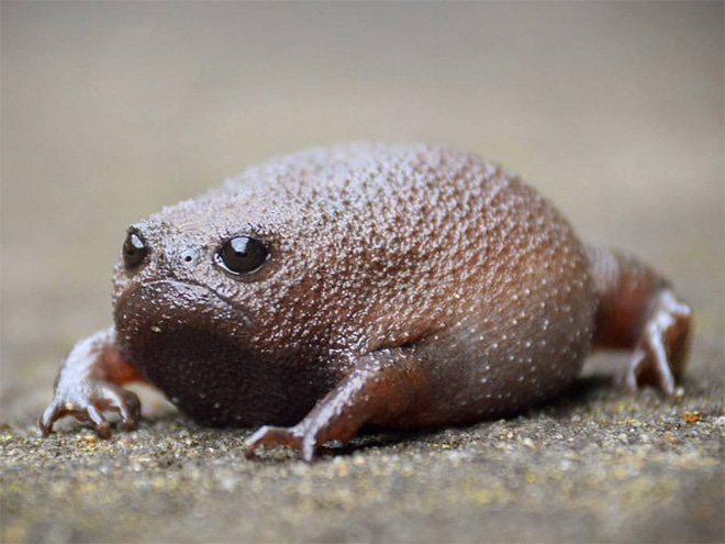 Meet African Rain Frogs That Look Like Angry Avocados And Have Funny Squeeks