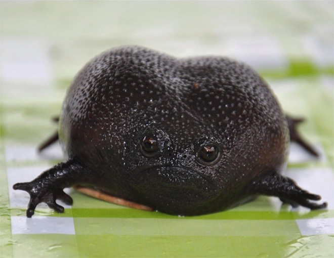 Meet African Rain Frogs That Look Like Angry Avocados And Have Funny Squeeks