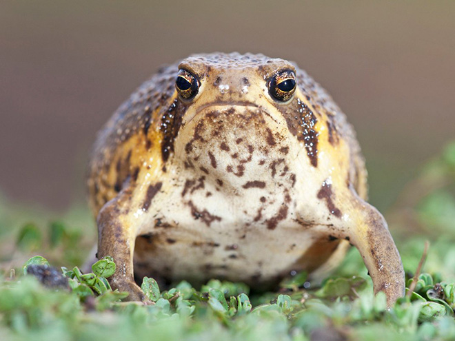 Meet African Rain Frogs That Look Like Angry Avocados And Have Funny Squeeks