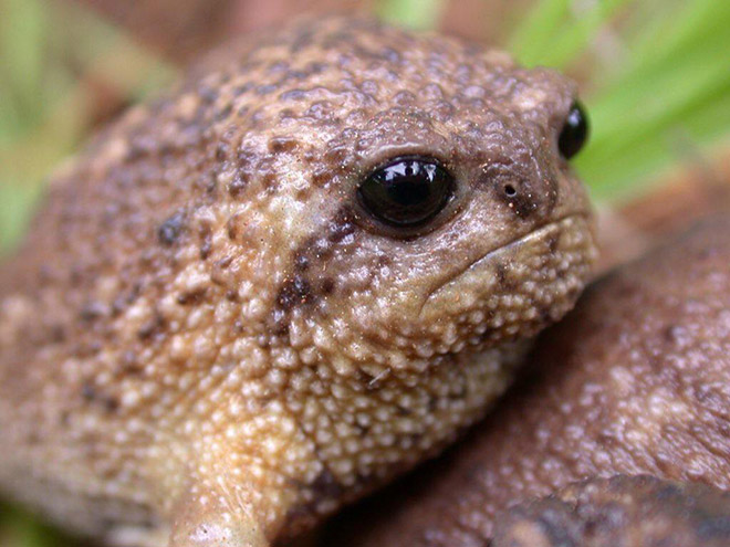 Meet African Rain Frogs That Look Like Angry Avocados And Have Funny Squeeks