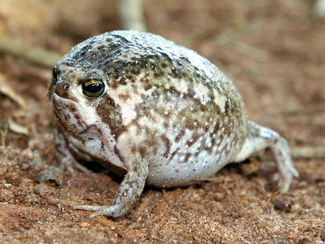Meet African Rain Frogs That Look Like Angry Avocados And Have Funny Squeeks