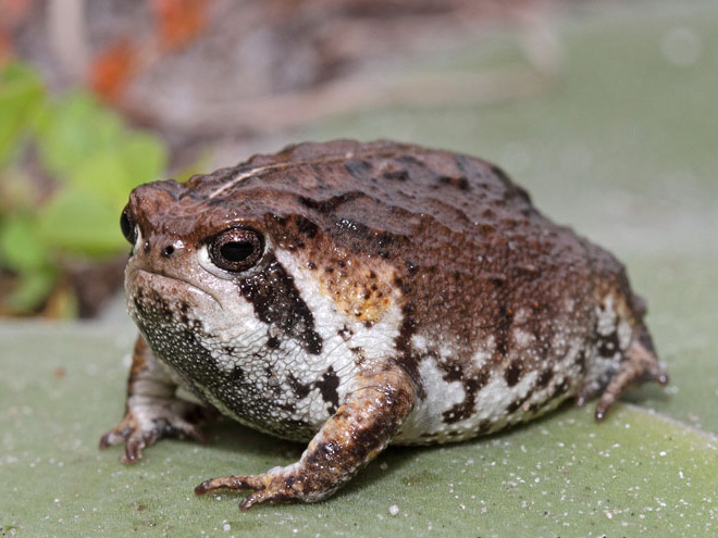 Meet African Rain Frogs That Look Like Angry Avocados And Have Funny Squeeks