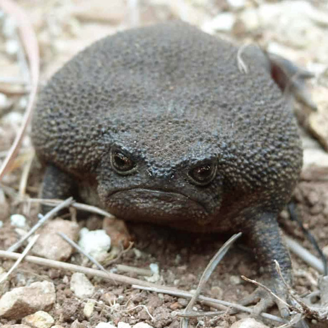 Meet African Rain Frogs That Look Like Angry Avocados And Have Funny Squeeks