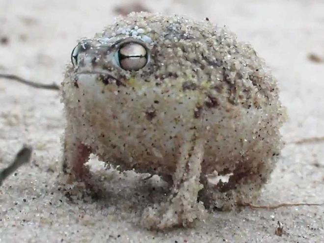 Meet African Rain Frogs That Look Like Angry Avocados And Have Funny Squeeks