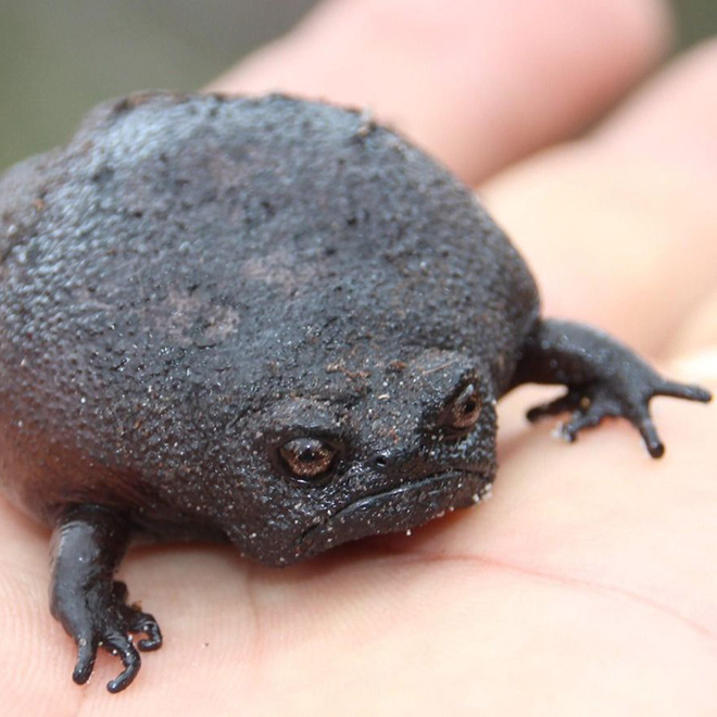 Meet African Rain Frogs That Look Like Angry Avocados And Have Funny Squeeks