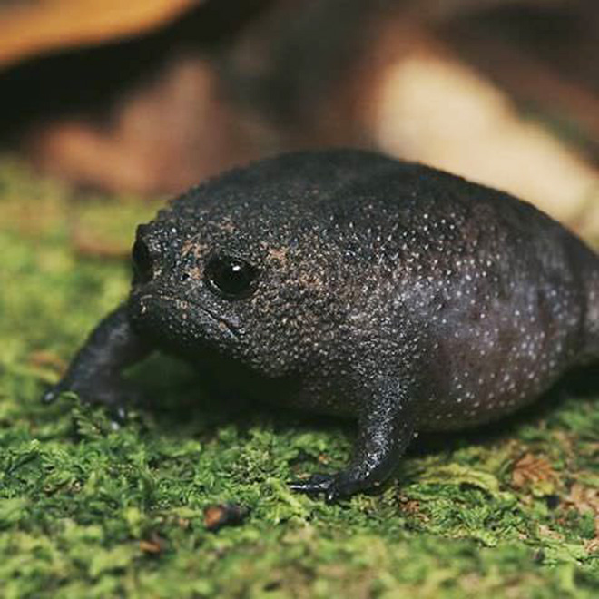 Meet African Rain Frogs That Look Like Angry Avocados And Have Funny Squeeks