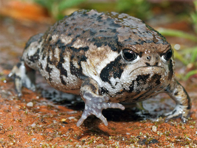 Meet African Rain Frogs That Look Like Angry Avocados And Have Funny Squeeks