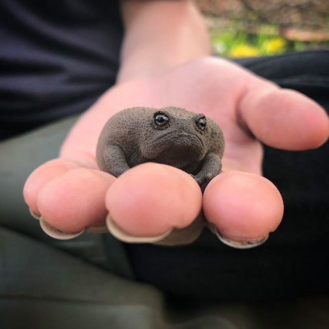 Meet African Rain Frogs That Look Like Angry Avocados And Have Funny Squeeks
