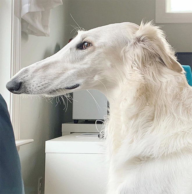 Meet Eris: Dog With an Unusually Long Snout