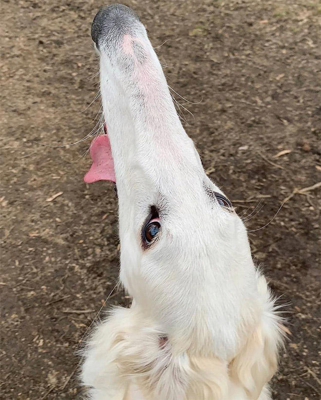 Meet Eris: Dog With an Unusually Long Snout