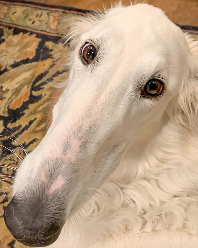 Meet Eris: Dog With an Unusually Long Snout