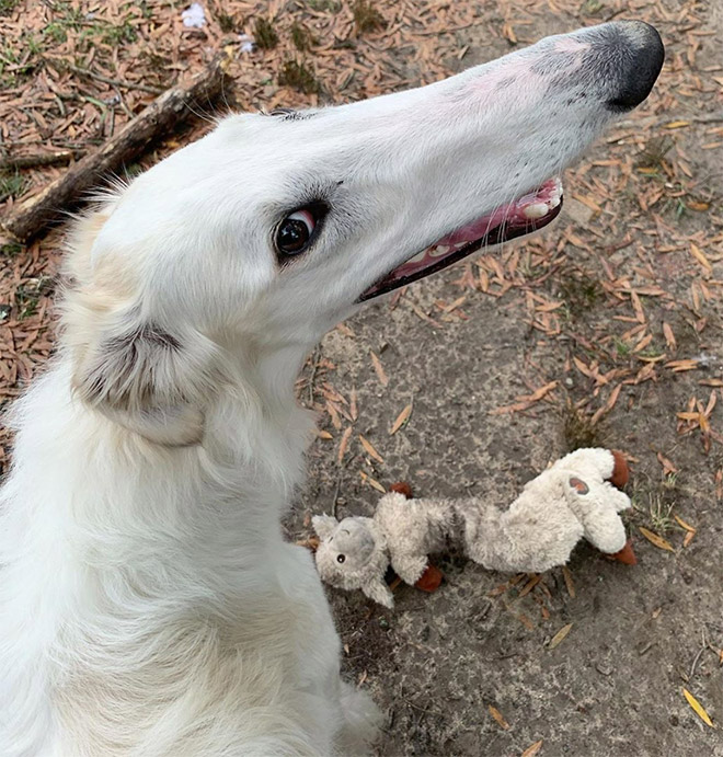 Meet Eris: Dog With an Unusually Long Snout