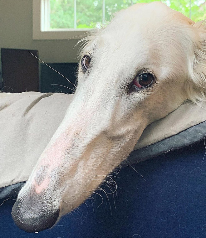 Meet Eris: Dog With an Unusually Long Snout