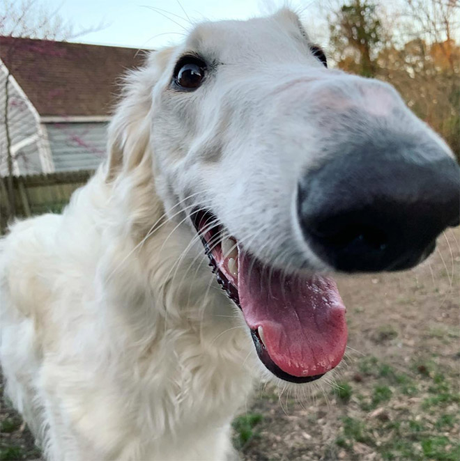Meet Eris: Dog With an Unusually Long Snout