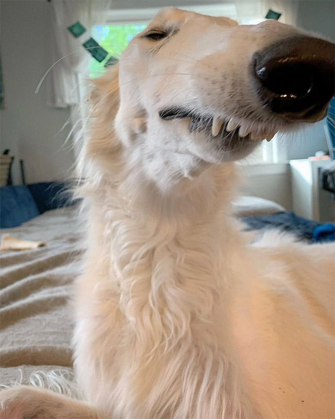 Meet Eris: Dog With an Unusually Long Snout