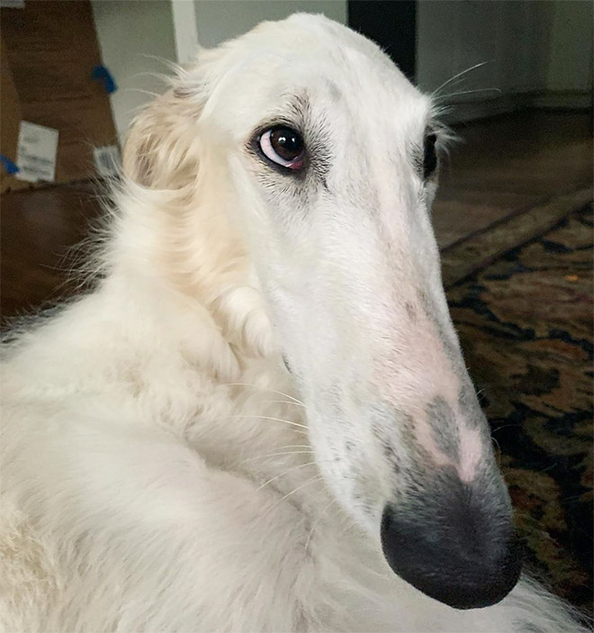 Meet Eris: Dog With an Unusually Long Snout