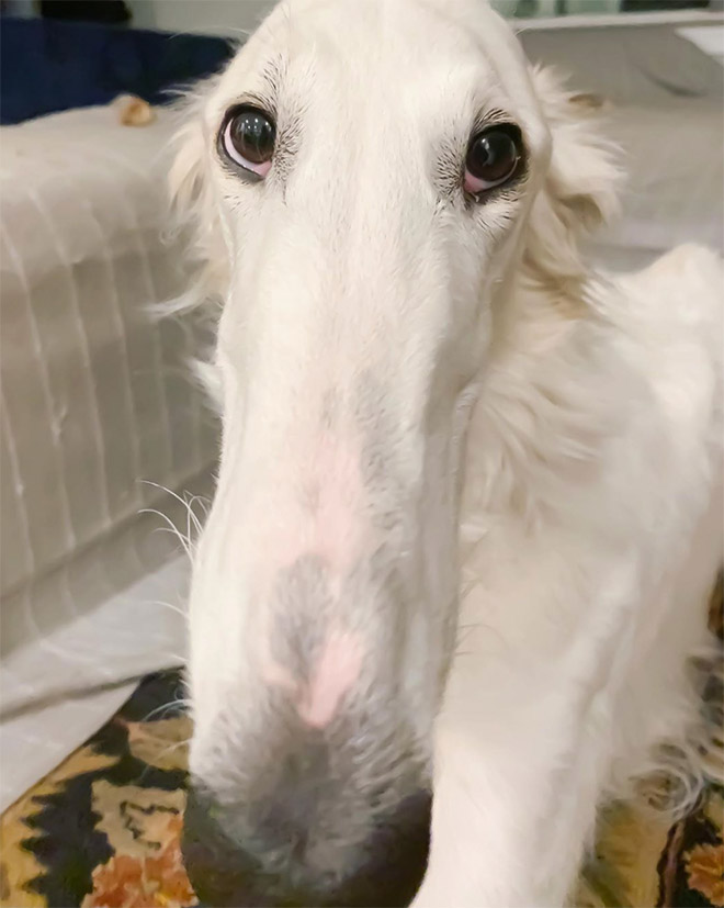 Meet Eris: Dog With an Unusually Long Snout
