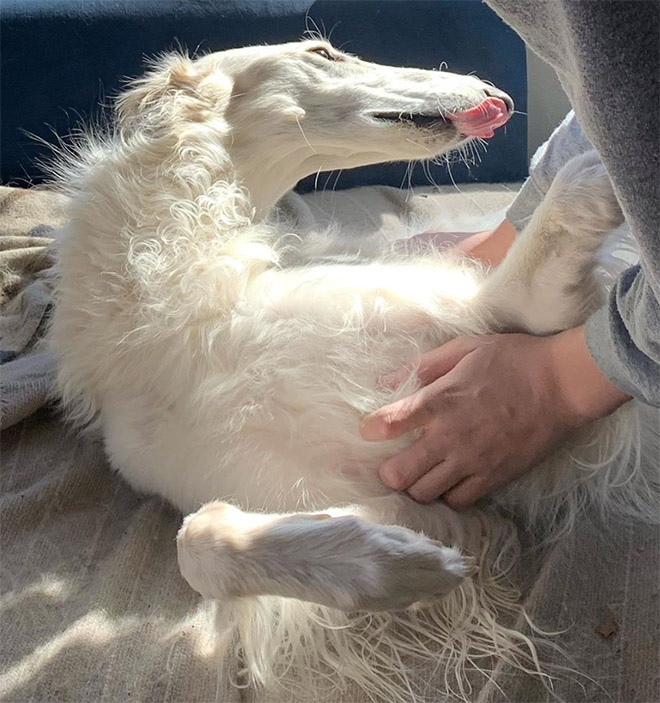 Meet Eris: Dog With an Unusually Long Snout
