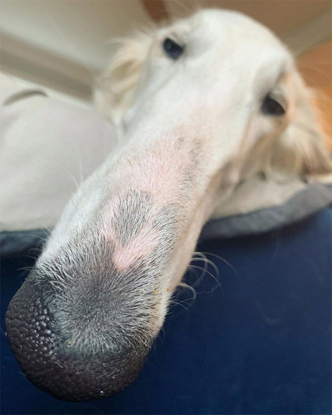 Meet Eris: Dog With an Unusually Long Snout