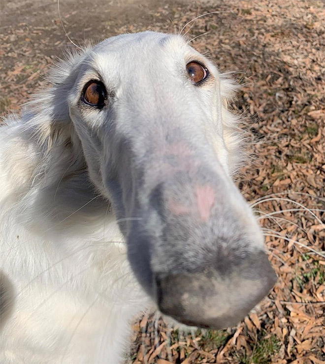 Meet Eris: Dog With an Unusually Long Snout
