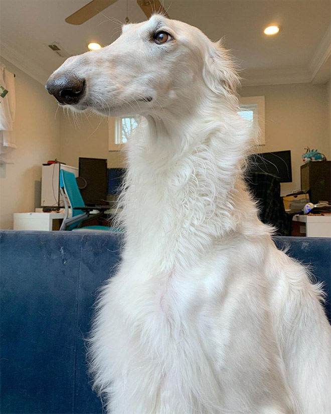 Meet Eris: Dog With an Unusually Long Snout