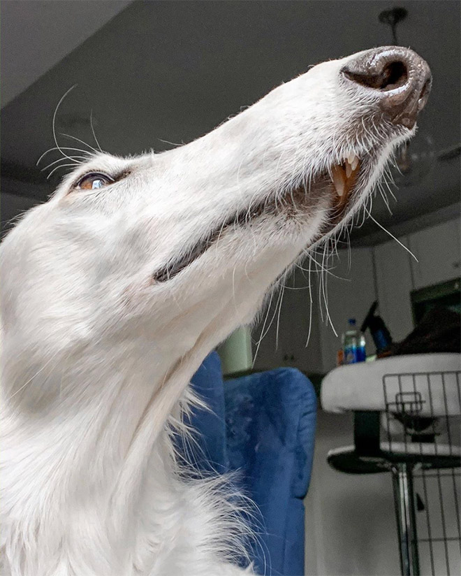 Meet Eris: Dog With an Unusually Long Snout