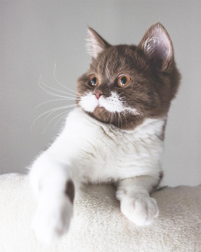 Meet Gringo: The Mustached Cat