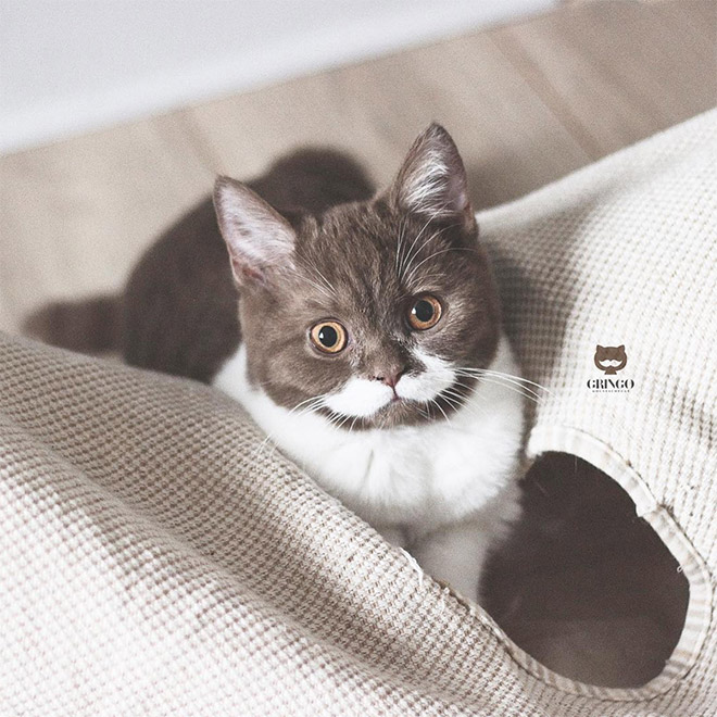 Meet Gringo: The Mustached Cat