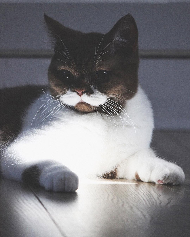 Meet Gringo: The Mustached Cat