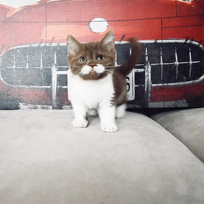Meet Gringo: The Mustached Cat