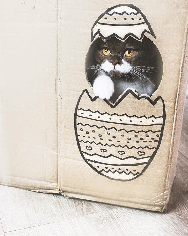 Meet Gringo: The Mustached Cat