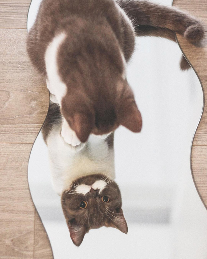 Meet Gringo: The Mustached Cat