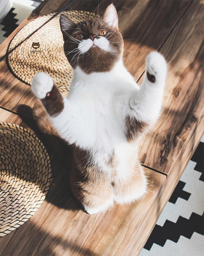 Meet Gringo: The Mustached Cat