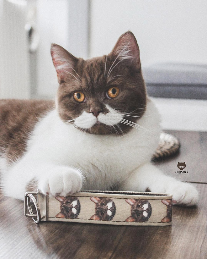 Meet Gringo: The Mustached Cat