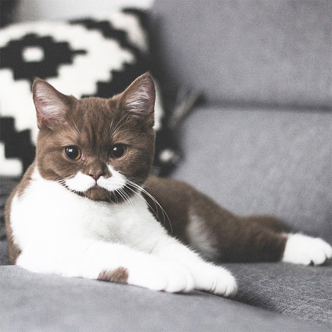 Meet Gringo: The Mustached Cat
