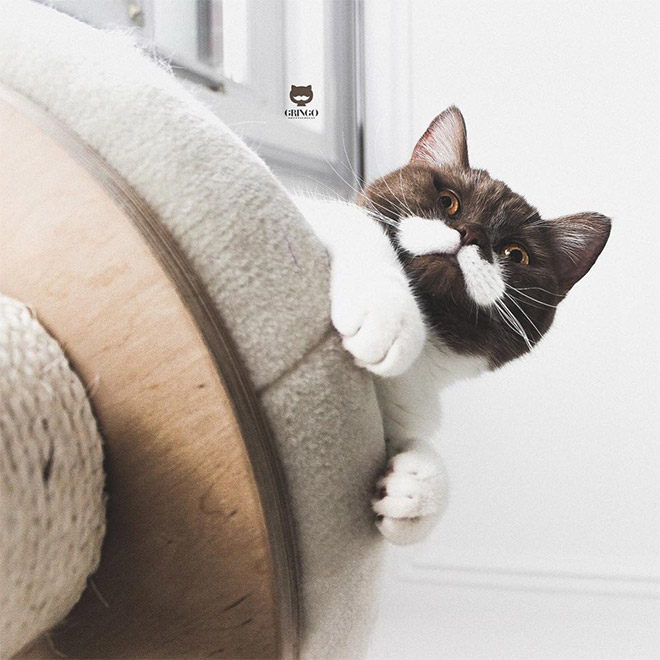 Meet Gringo: The Mustached Cat