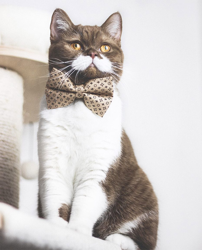 Meet Gringo: The Mustached Cat
