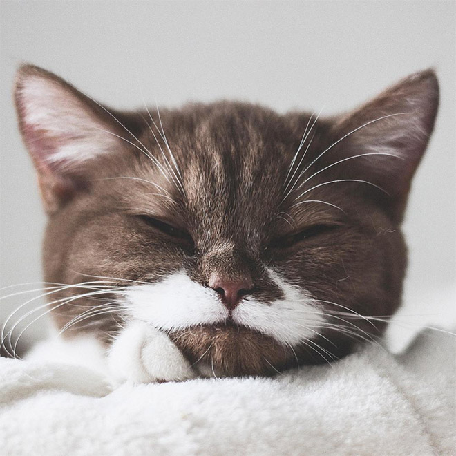 Meet Gringo: The Mustached Cat