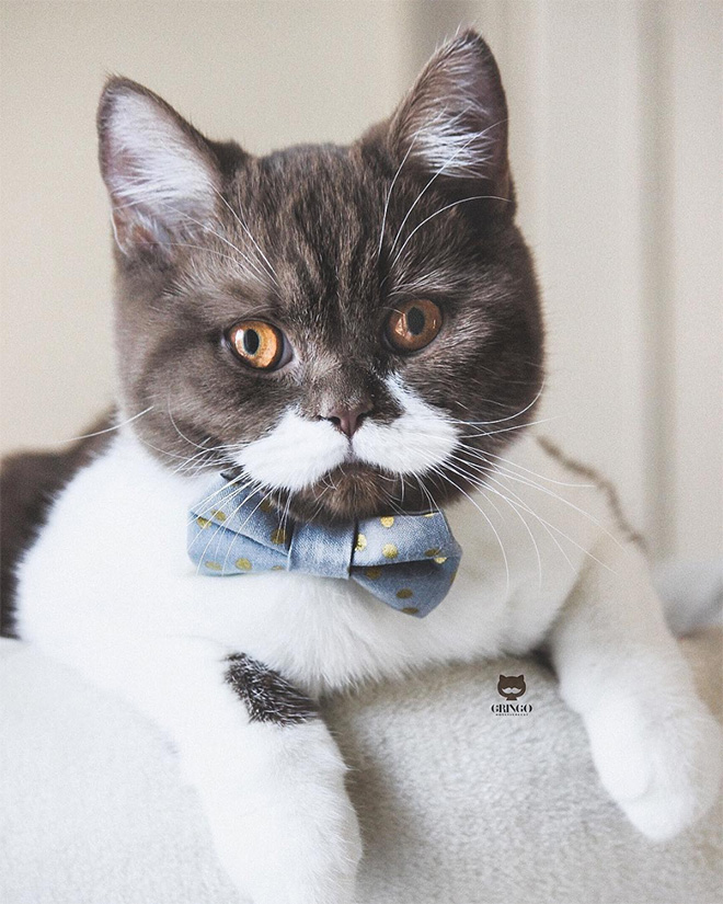 Meet Gringo: The Mustached Cat