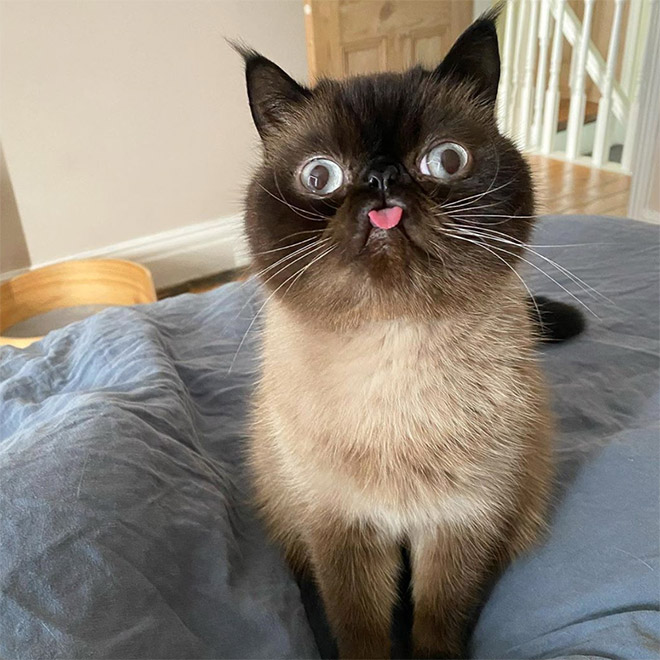 Meet Ikru: The Cat Who Always Forgets To Put His Tongue Away