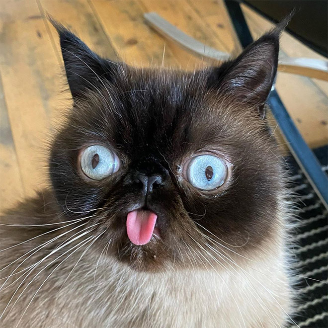 Meet Ikru: The Cat Who Always Forgets To Put His Tongue Away