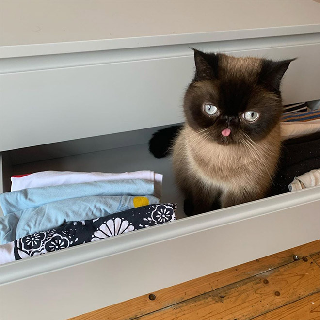 Meet Ikru: The Cat Who Always Forgets To Put His Tongue Away