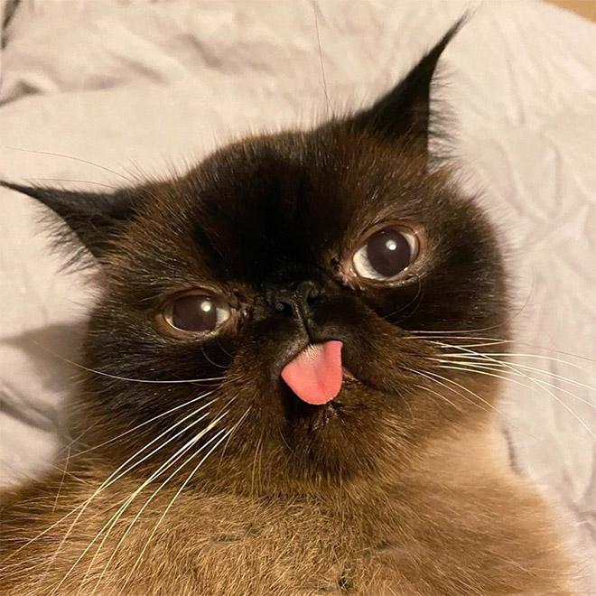 Meet Ikru: The Cat Who Always Forgets To Put His Tongue Away