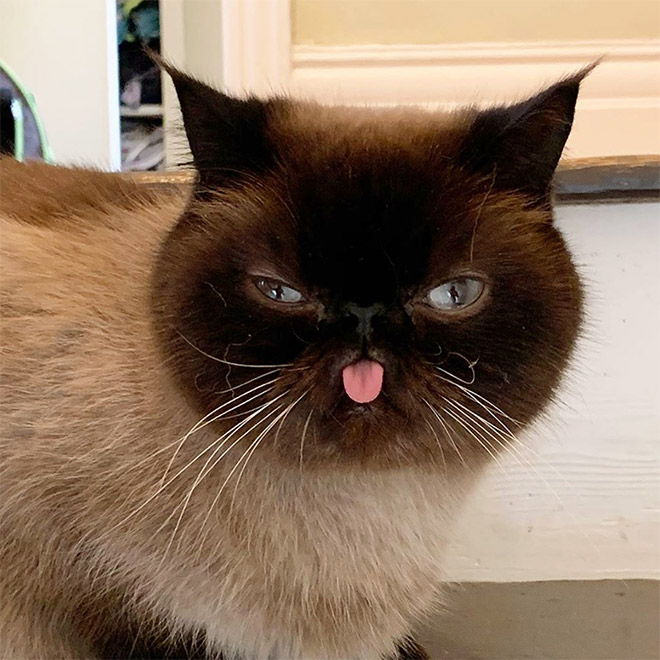 Meet Ikru: The Cat Who Always Forgets To Put His Tongue Away