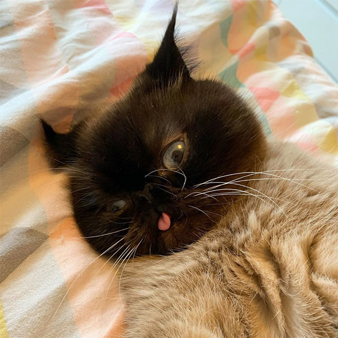 Meet Ikru: The Cat Who Always Forgets To Put His Tongue Away