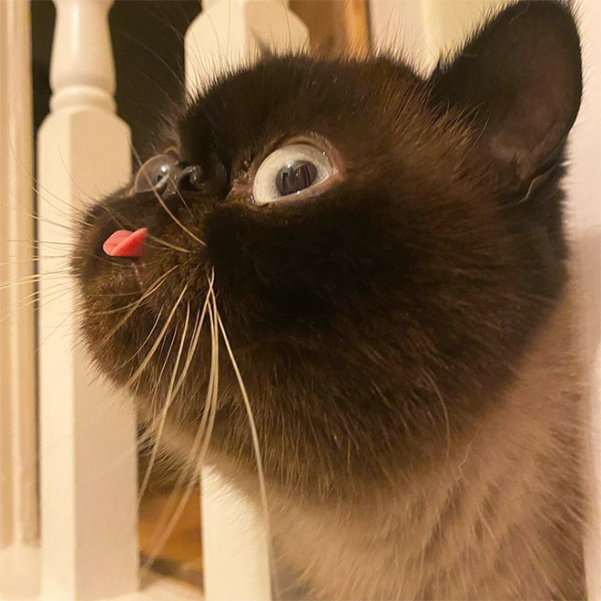 Meet Ikru: The Cat Who Always Forgets To Put His Tongue Away