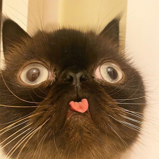 Meet Ikru: The Cat Who Always Forgets To Put His Tongue Away