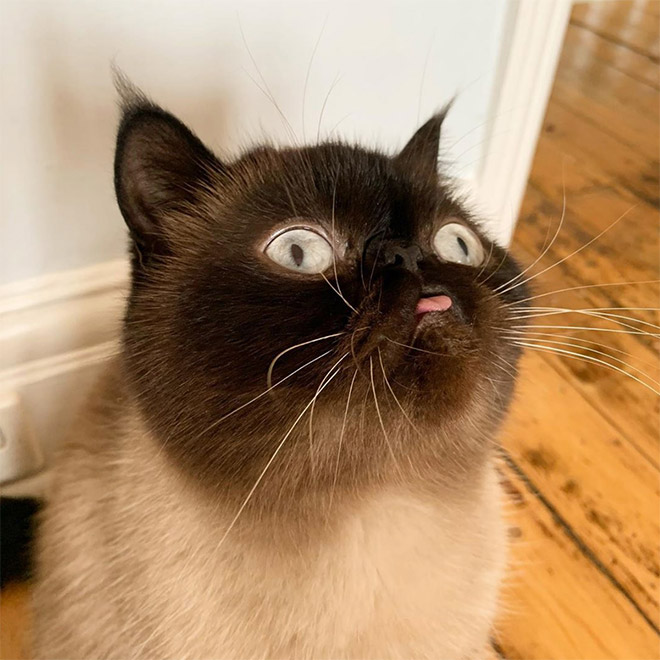 Meet Ikru: The Cat Who Always Forgets To Put His Tongue Away