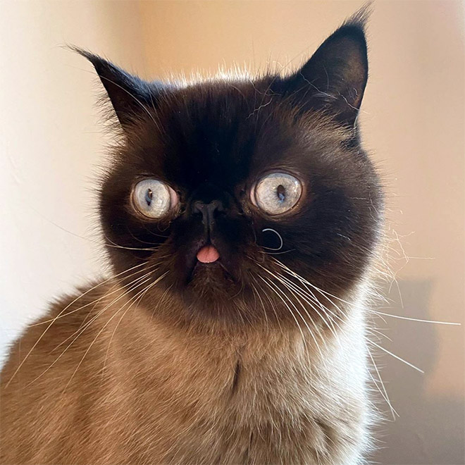 Meet Ikru: The Cat Who Always Forgets To Put His Tongue Away