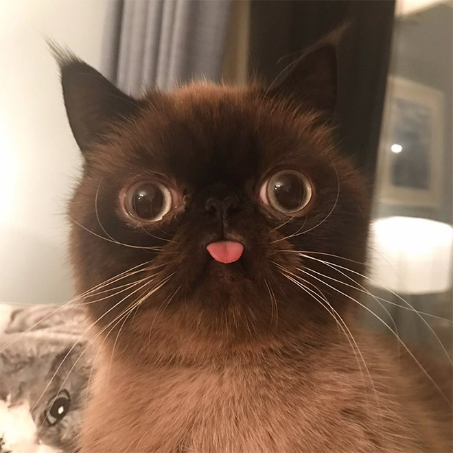 Meet Ikru: The Cat Who Always Forgets To Put His Tongue Away